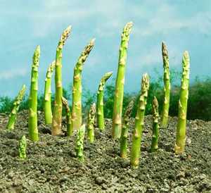 Asparagus 